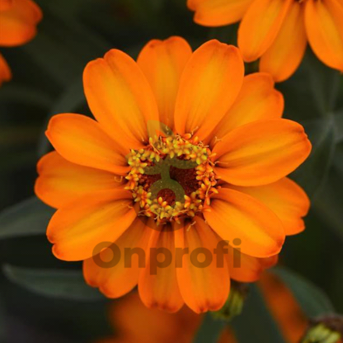 (п.ф.) Циния Стар Оранж F1, 100 шт (№6-31)