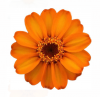 (п.ф.) Циния Стар Оранж F1, 100 шт (№6-31)