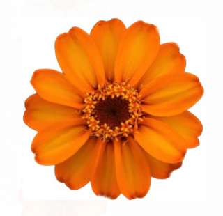 (п.ф.) Циния Стар Оранж F1, 100 шт (№6-31)