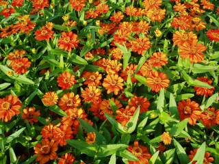 (п.ф.) Циния Стар Оранж F1, 100 шт (№6-31)