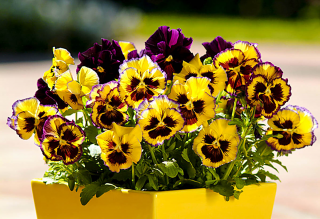 (п.ф.) Виола Виттрока Фризл Сизл Лемонберри F1,