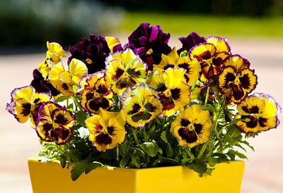 (п.ф.) Виола Виттрока Фризл Сизл Лемонберри F1,