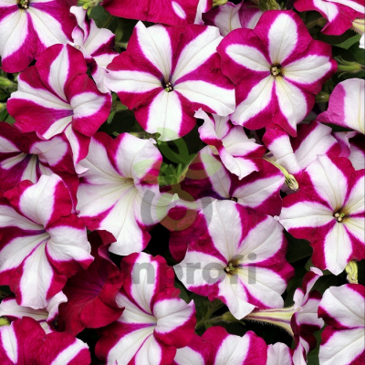 (п.ф.) Петуния Изи Вейв Бургунди Стар F1, 100 драже (№9-1-40)