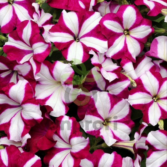 (п.ф.) Петуния Изи Вейв Бургунди Стар F1, 100 драже (№9-1-40)