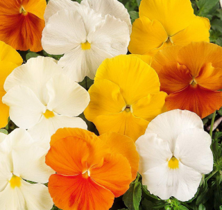 (п.ф.) Виола Виттрока Панола ХР Цитрус Микс F1, 50 шт (№4-14)