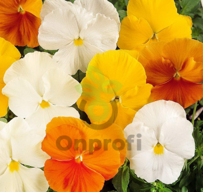 (п.ф.) Виола Виттрока Панола ХР Цитрус Микс F1, 50 шт (№4-14)