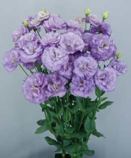 (п.ф.) Эустома Мариачи II Лавандер F1,