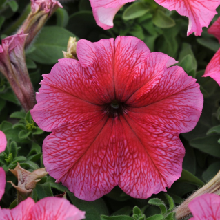 (п.ф.) Петуния Дэдди Ред,