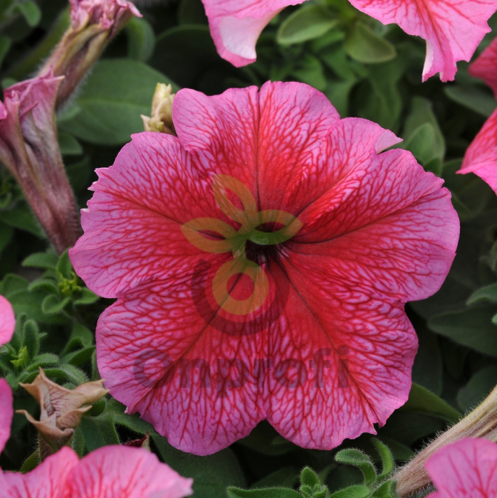 (п.ф.) Петуния Дэдди Ред,