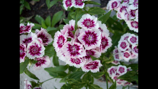 (п.ф.) Гвоздика Корона Вайт Парпл Ай,