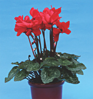 (п.ф.) Цикламен Орфеус, 100 шт (№6-435)