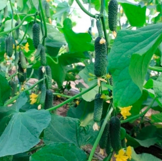 Огурец Ягуар F1,