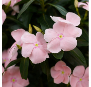 (п.ф.) Катарантус Медитеррианен ХР Пич, 1000 шт (№7-64)