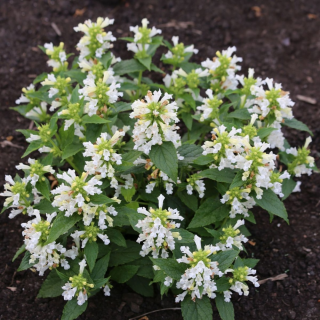 (п.ф.) Котовник Сноу Пантер,