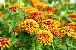 (п.ф.) Цинния Макарения,