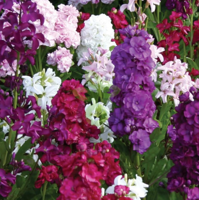 (п.ф.) Маттиола Хармони Микс,