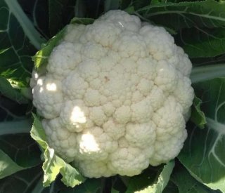 Капуста цветная Дачница, 0,5гр (фасовка)