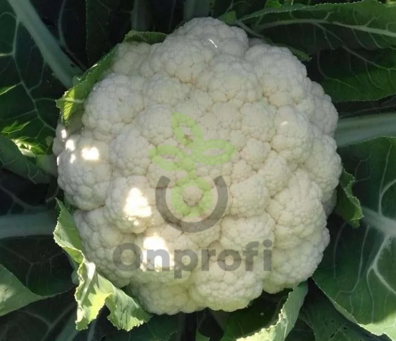 Капуста цветная Дачница, 0,5гр (фасовка)