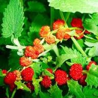 Шпинат Земляничный, 1гр (фасовка)