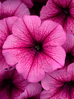 (п.ф.) Петуния Изи Вейв Роуз Фьюжен F1, 100 шт (№9-1-36)