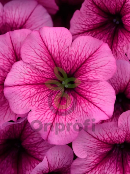 (п.ф.) Петуния Изи Вейв Роуз Фьюжен F1, 100 шт (№9-1-36)