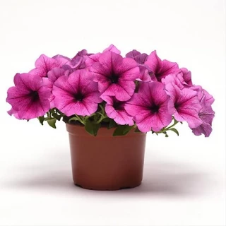 (п.ф.) Петуния Изи Вейв Роуз Фьюжен F1, 100 шт (№9-1-36)