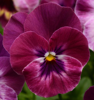 (п.ф.) Виола Кул Вейв Распберри F1, 100 шт (№4-48)