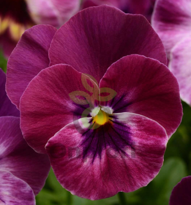 (п.ф.) Виола Кул Вейв Распберри F1, 100 шт (№4-48)