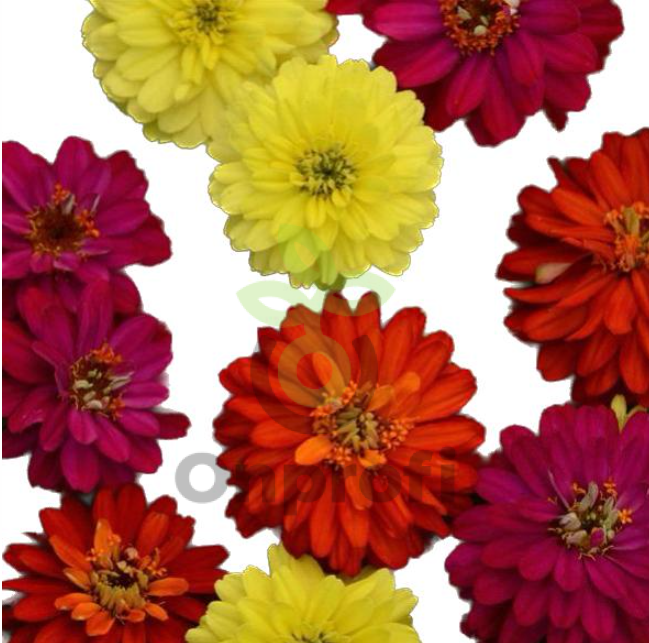 (п.ф.) Циния Дабл Захара Микс F1, 100 шт (№6-187)