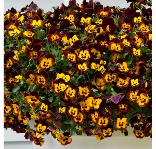 (п.ф.) Виола Кул Вейв Фаер F1 