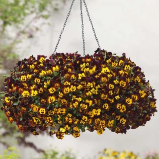 (п.ф.) Виола Кул Вейв Фаер F1 