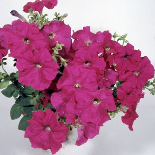 (п.ф.) Петуния Нивола Дип Роуз, 100 драже (№9-1-91)