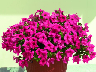 (п.ф.) Петуния Нивола Дип Роуз, 100 драже (№9-1-91)