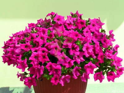 (п.ф.) Петуния Нивола Дип Роуз, 100 драже (№9-1-91)