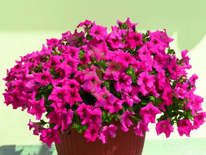 (п.ф.) Петуния Нивола Дип Роуз, 100 драже (№9-1-91)