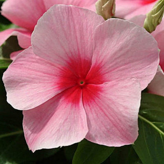 (п.ф.) Катарантус Медитеррианен ХР Строуберри,