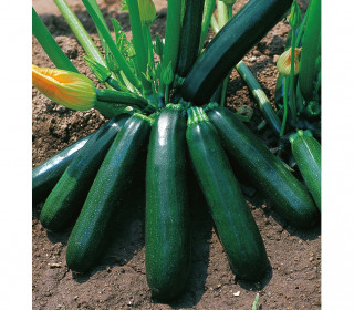 Кабачок Бриллиант F1,