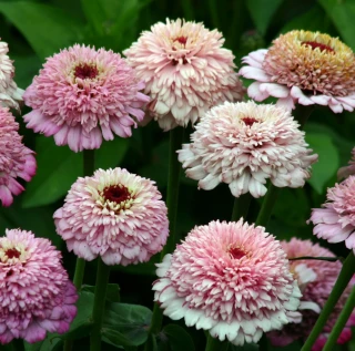 (п.ф.) Циния Циндерелла Лилак F1,
