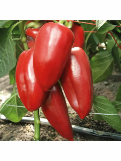 Перец Байкал F1,