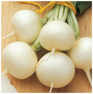 (м.ф.) Дайкон Аккорд, 1г Аэлита