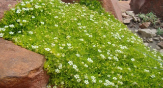 (п.ф.) Мшанка Шиловидная Дублинер,