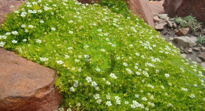 (п.ф.) Мшанка Шиловидная Дублинер, 1000 шт (6-803)