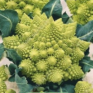 Капуста цветная Жемчужина, 0,5гр (фасовка)