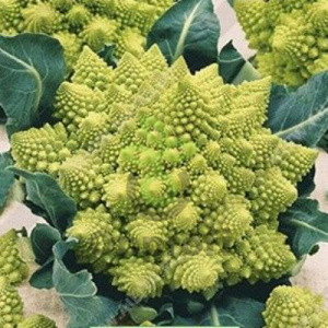 Капуста цветная Жемчужина, 0,5гр (фасовка)