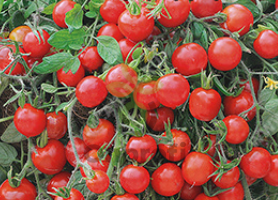 Томат Ампельный, 0,5гр (фасовка)