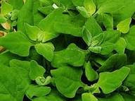 Шпинат Новозеландский, 10гр (фасовка)