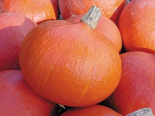 Тыква Каори Кури F1,