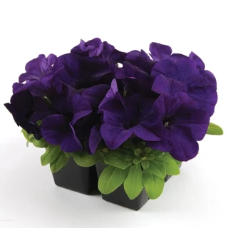 (п.ф.) Петуния ИЗ Райдер Блю F1, 100 шт (№9-4-91)