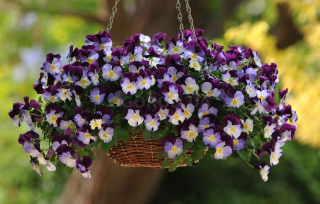 (п.ф.) Виола Кул Вейв Виолет Винг F1, 100 шт (№4-47)