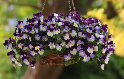 (п.ф.) Виола Кул Вейв Виолет Винг F1, 100 шт (№4-47)